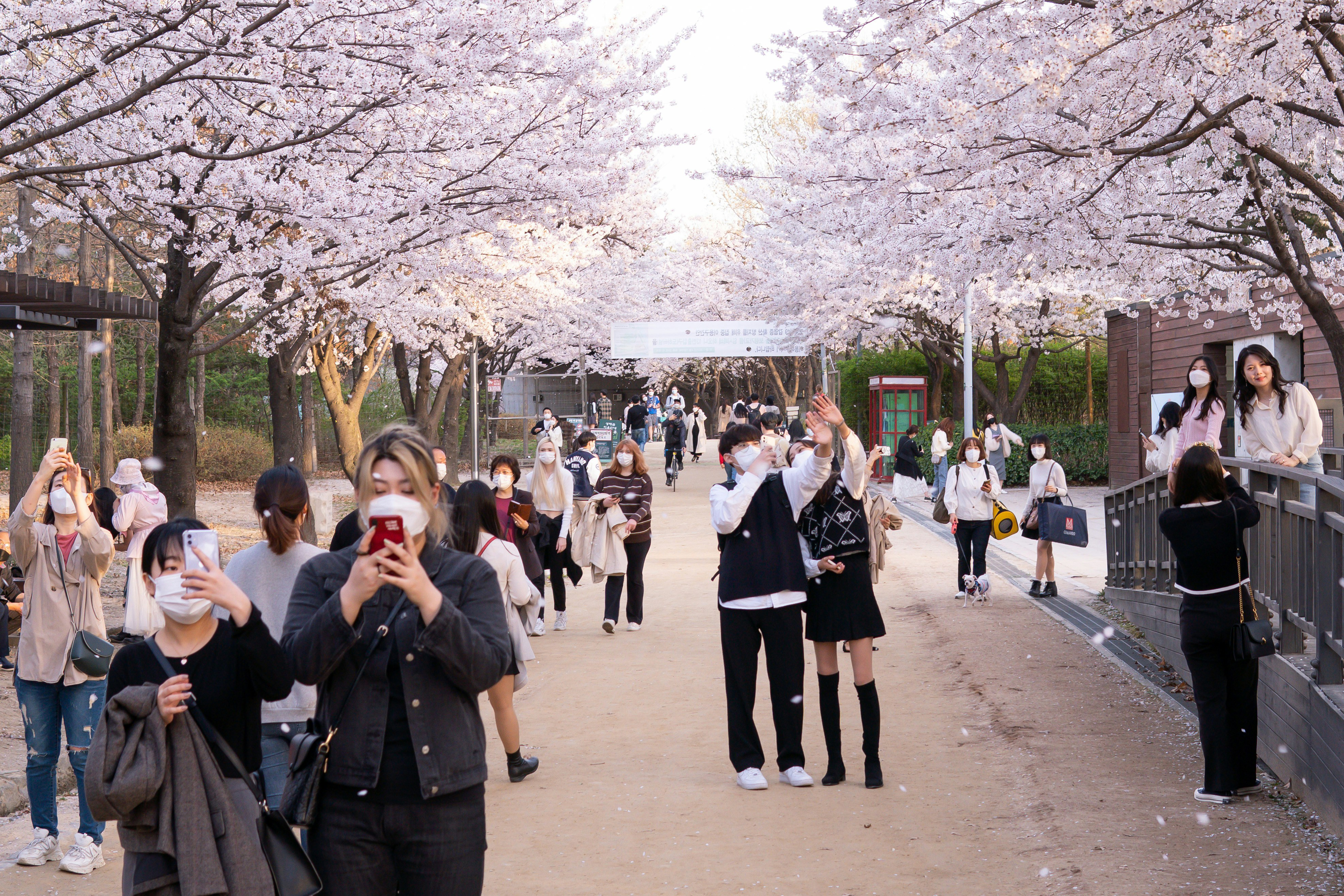 Cherry blossoms in Seoul, South Korea.